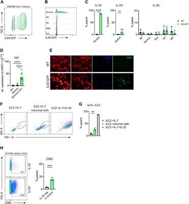Transcriptional profiling identifies IL-33-expressing intestinal stromal cells as a signaling hub poised to interact with enteric neurons